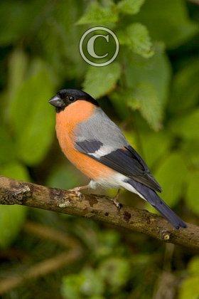 Male Bull Finch DM0874